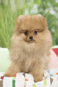 Cushions: Dwarf German Spitz Dog puppy on cushion