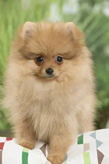 Pomeranians: Dwarf German Spitz Dog puppy on cushion