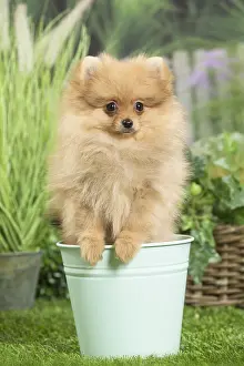 Flowerpots: Dwarf German Spitz Dog puppy in plant pot