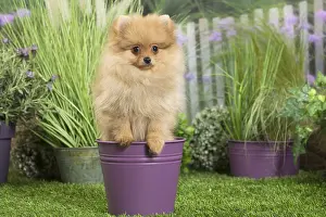 Flowerpots: Dwarf German Spitz Dog puppy in plant pot