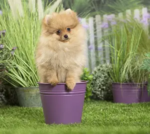 Flowerpots: Dwarf German Spitz Dog puppy in plant pot