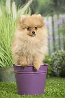 Flowerpots: Dwarf German Spitz Dog puppy in plant pot