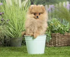 Pots: Dwarf German Spitz Dog puppy in plant pot