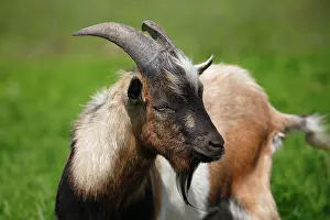 Billy: Dwarf goat, Schleswig-Holstein, Germany, Europe