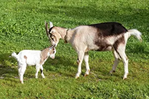 Hinterriss: Dwarf goats, mother and young, Hinterriss, Tyrol