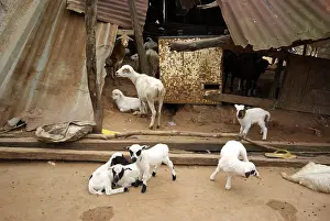 Metals: Dwarf goats released at Ouidah in Benin