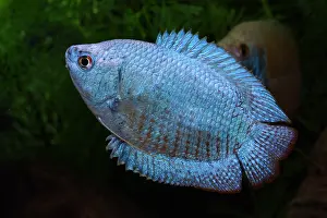Colisa: Dwarf gourami