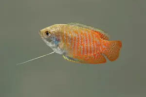 Barbel: Dwarf Gourami - side view