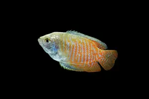 Colisa: Dwarf Gourami - side view