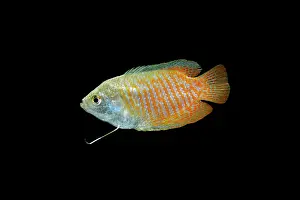 Colisa: Dwarf Gourami - side view