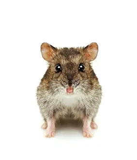 Hamsters: Dwarf hamster