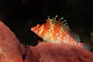 Hawkfish: Dwarf Hawkfish