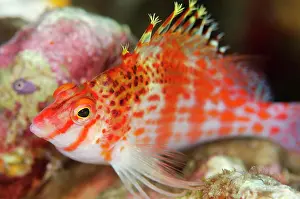 Hawkfish: Dwarf Hawkfish