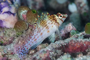 Ampat: Dwarf Hawkfish