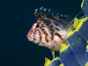 Squirt: This Dwarf hawkfish (Cirrhitichthys falco) was
