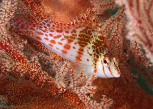 Hawkfish: Dwarf hawkfish (Cirrhitichthys falco) blends be