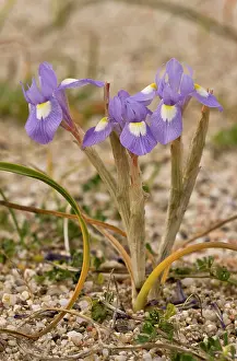 Geophyte: Dwarf Iris / Barbary Nut - in flower in spring