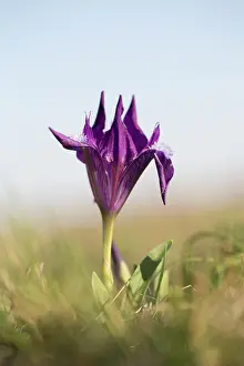 Dwarf: Dwarf Iris - flowering stand of blue variety - Austria