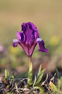 Dwarf: Dwarf Iris - flowering stand of blue variety - Austria