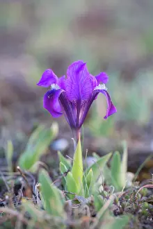 Dwarf: Dwarf Iris - flowering stand of blue variety - Austria
