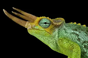Jacksonii: Dwarf Jacksons chameleon (Trioceros jacksonii merumontanus)