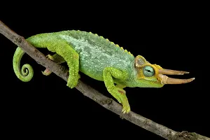 Spiral: Dwarf Jacksons chameleon (Trioceros jacksonii merumontanus)
