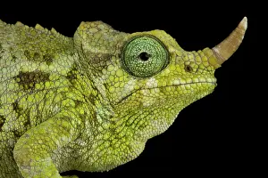 Jacksonii: Dwarf Jacksons chameleon (Trioceros jacksonii merumontanus)