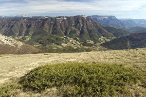 Plate: Dwarf juniper (Juniperus communis subsp. nana) plateau