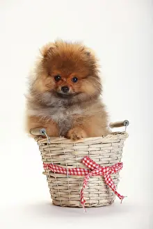 Spitz: Dwarf Lace, puppy, 4 months, sitting in basket