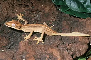 Lineatus: Dwarf Leaf-Tailed Gecko