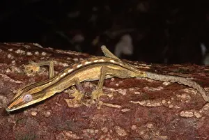 Lineatus: Dwarf Leaf-Tailed Gecko