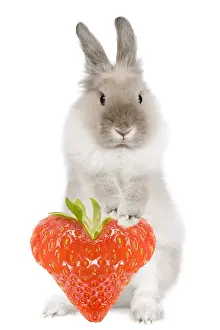 Strawberries: Dwarf Lion-head Rabbit - on hind legs holding