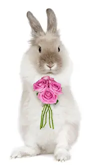 Dwarfs: Dwarf Lion-head Rabbit - on hind legs holding flowers