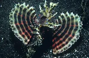 Dendrochirus: Dwarf lionfish