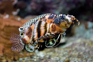 Dendrochirus: Dwarf lionfish