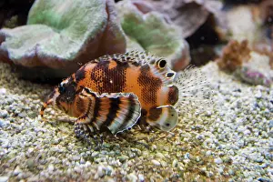 Dendrochirus: Dwarf lionfish