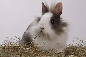 Litters: Dwarf on a litter