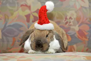 Headdress: Dwarf lop bunny or rabbit (Oryctolagus cuniculus)