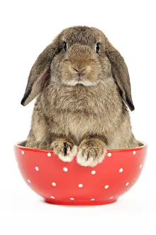 Lops: Dwarf Lop-Eared Rabbit