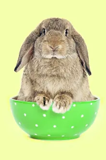 Lops: Dwarf Lop-Eared Rabbit - sitting in bowl