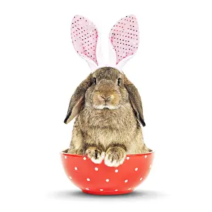 070219: Dwarf Lop-Eared Rabbit - sitting in bowl
