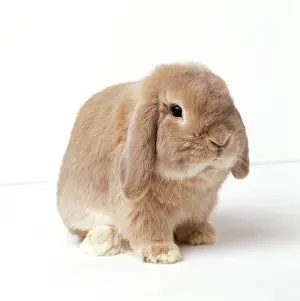 Lops: Dwarf Lop (Fancy) Rabbit - fawn