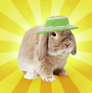 Lops: Dwarf Lop (Fancy) Rabbit Fawn