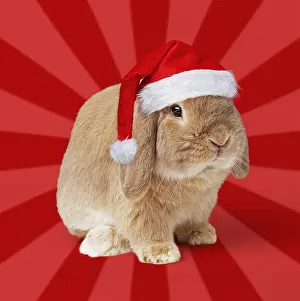 Fancy: Dwarf Lop (Fancy) Rabbit, Fawn, wearing Christmas hat