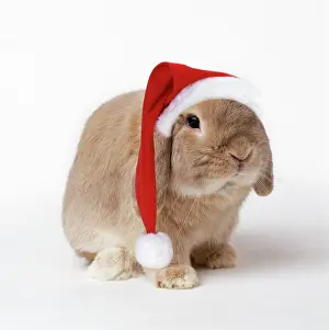 Lops: Dwarf Lop (Fancy) Rabbit Fawn - wearing Christmas hat