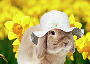 Bonnets: Dwarf Lop (Fancy) Rabbit wearing Easter hat with