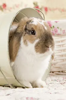 Lops: Dwarf Lop Rabbit