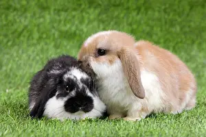 Kits: Dwarf Lop Rabbit