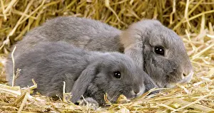 Kits: Dwarf Lop Rabbit