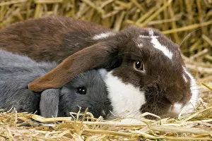 Kits: Dwarf Lop Rabbit